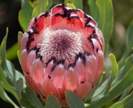 Protea Pink Sheen