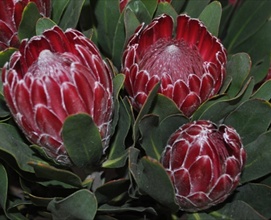 Protea red